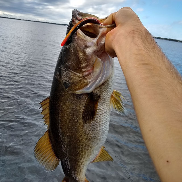 6 pound bass caught on senko worm