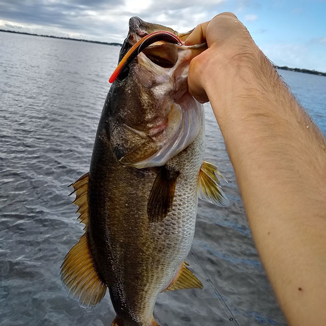 Fishing with Senko's  Maine Bass Experience