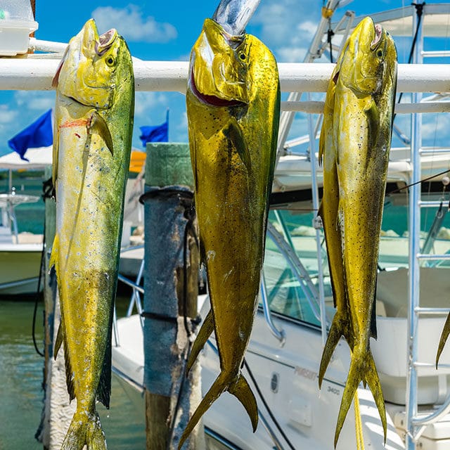 florida-keys-fishing-guide