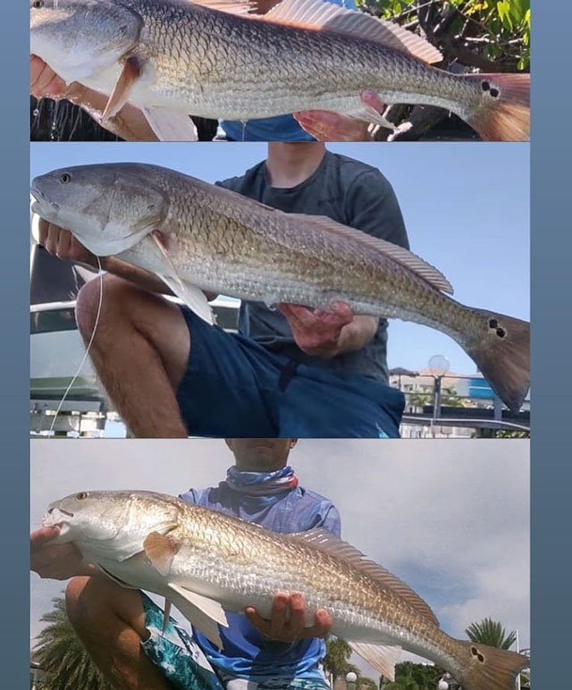 How to Catch Redfish: A Complete Guide - Wish Upon A Fish