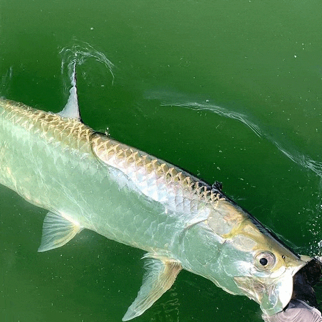 how-to-catch-tarpon